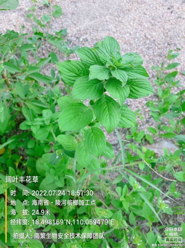 阔叶丰花草