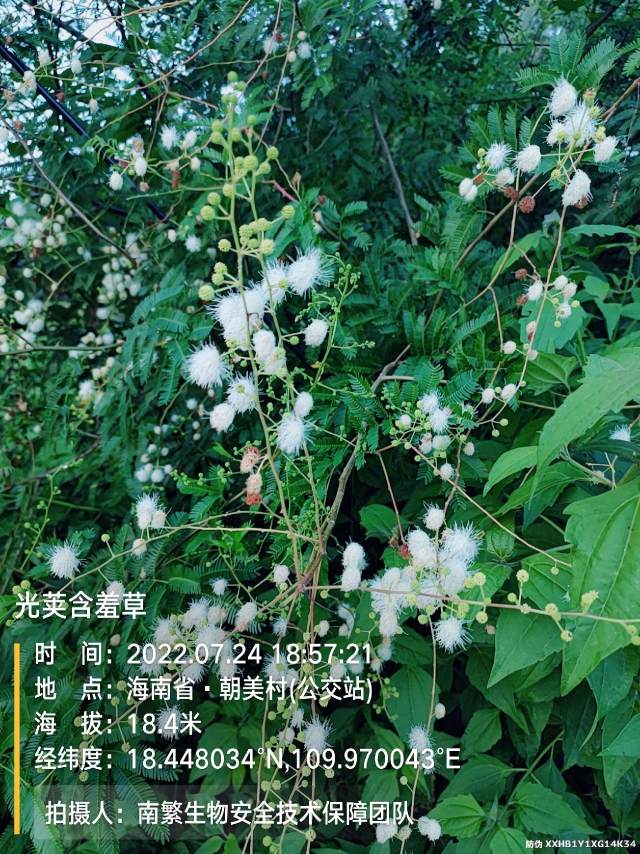 光荚含羞草