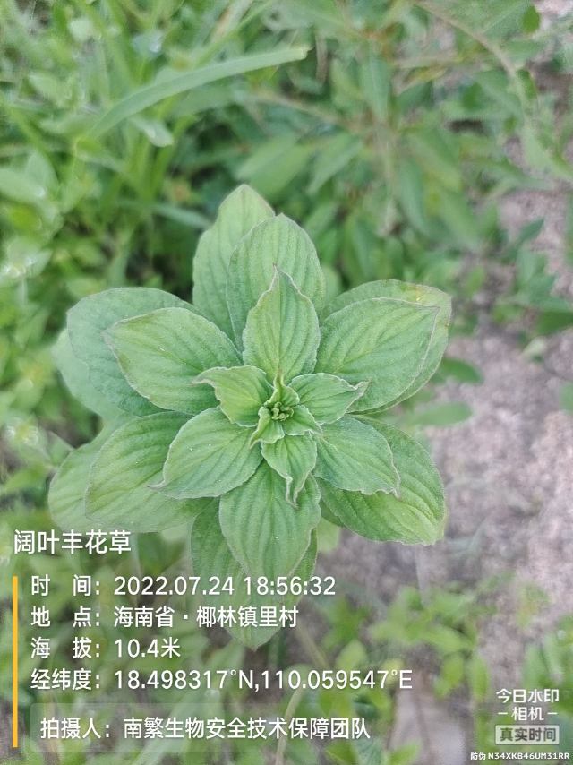 阔叶丰花草