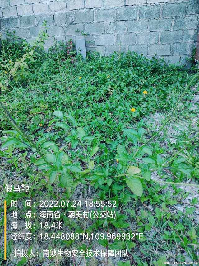 假马鞭