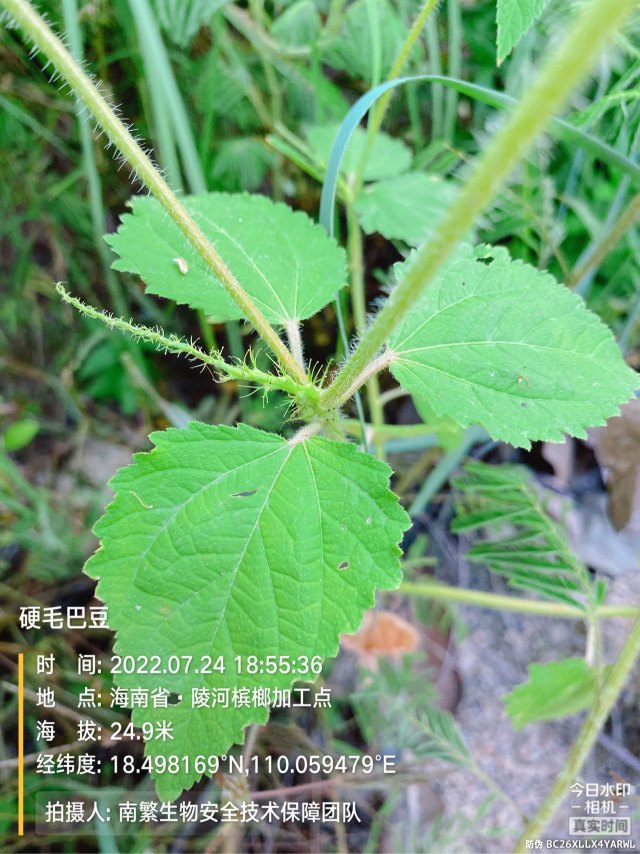 硬毛巴豆
