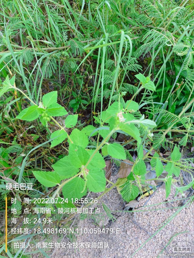 硬毛巴豆