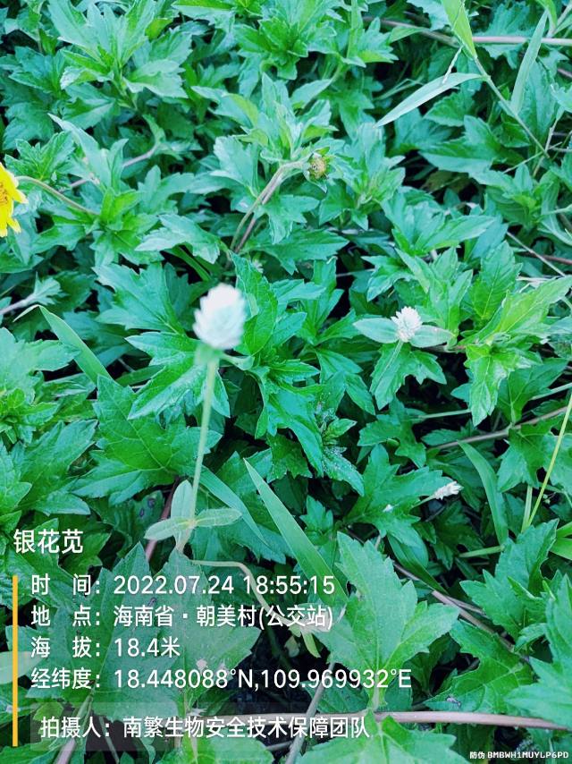 银花苋