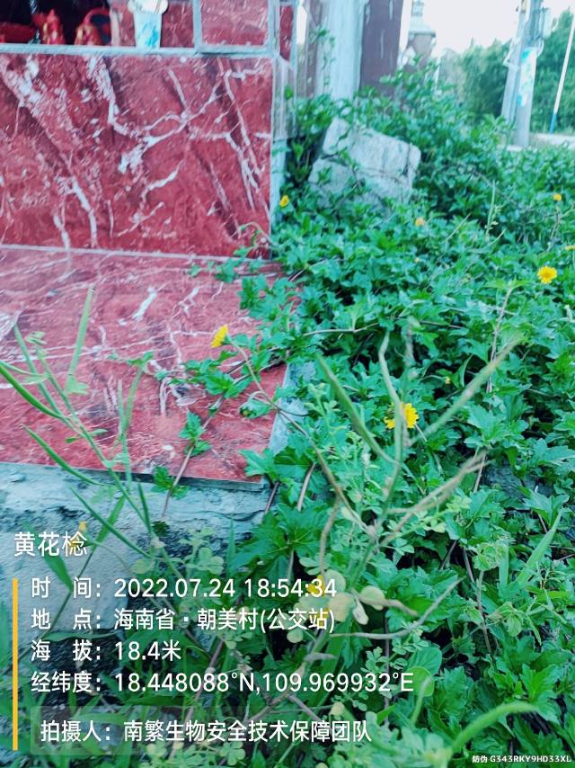 黄花棯