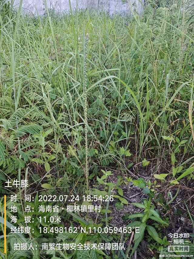 土牛膝