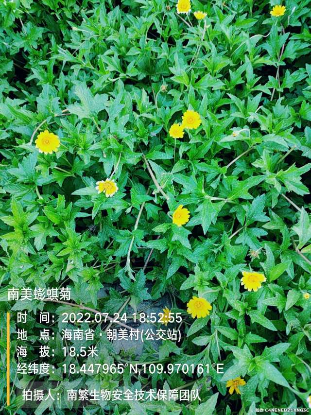 南美蟛蜞菊