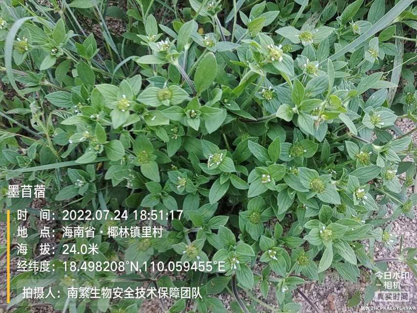 墨苜蓿