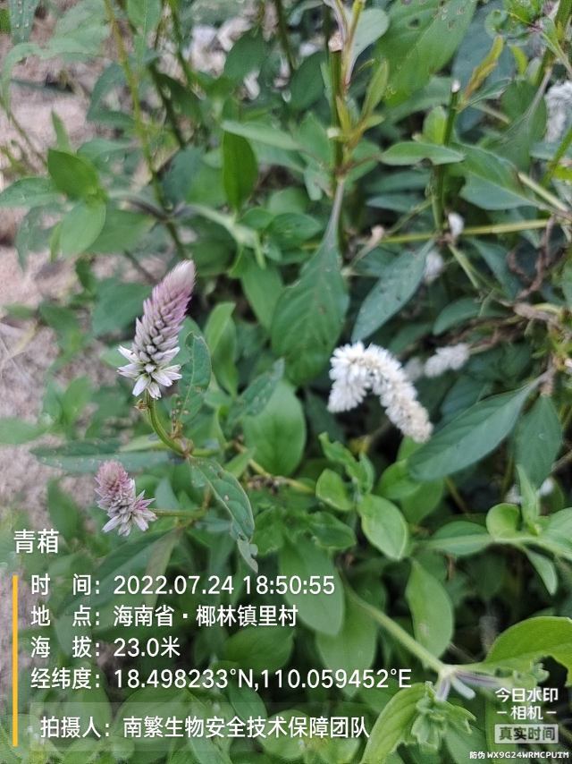 青葙