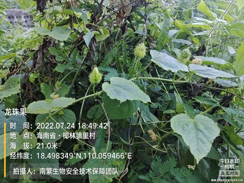 龙珠果