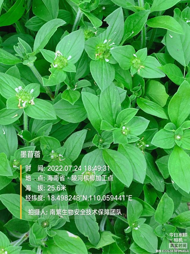 墨苜蓿