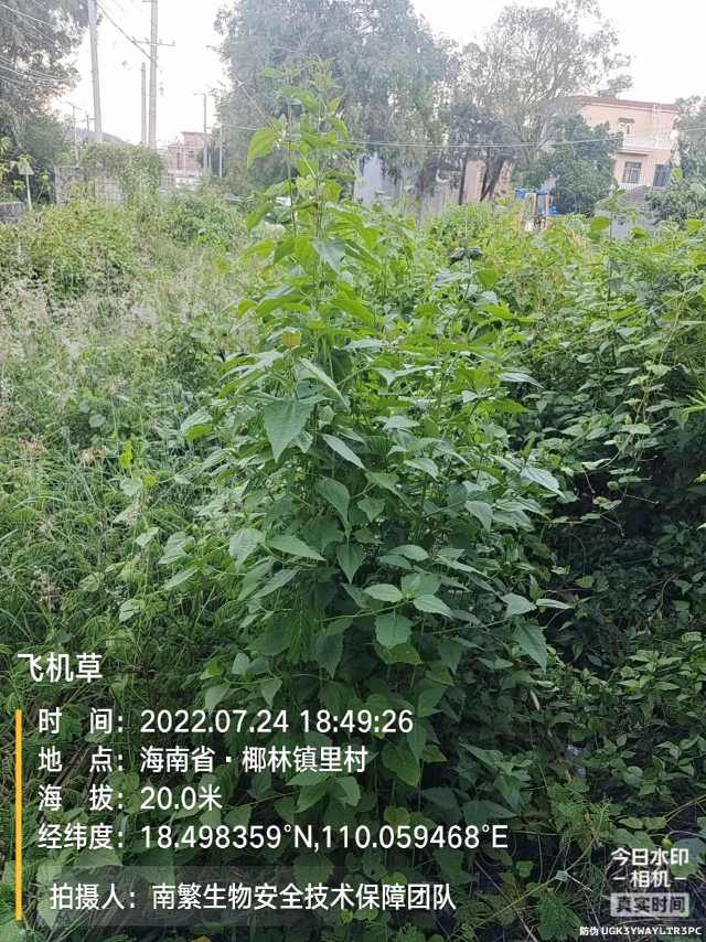 飞机草