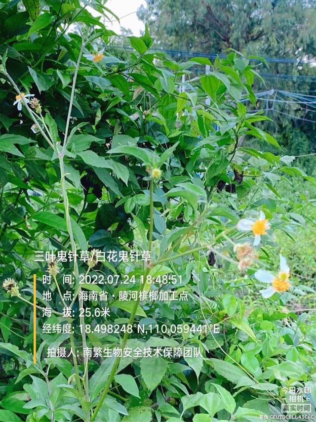三叶鬼针草/白花鬼针草