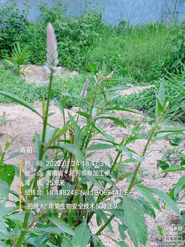 青葙