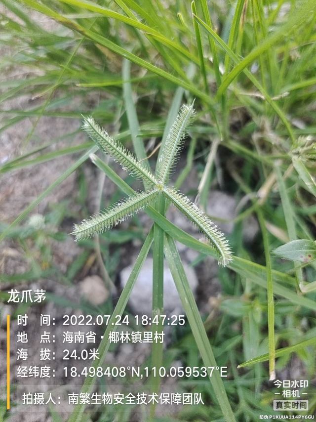 龙爪茅