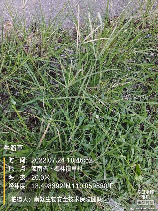 牛筋草