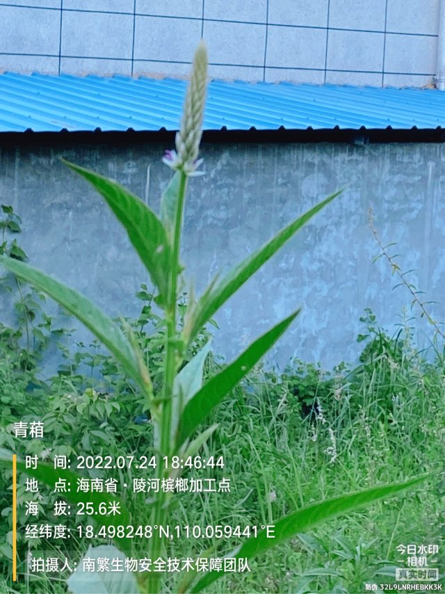 青葙