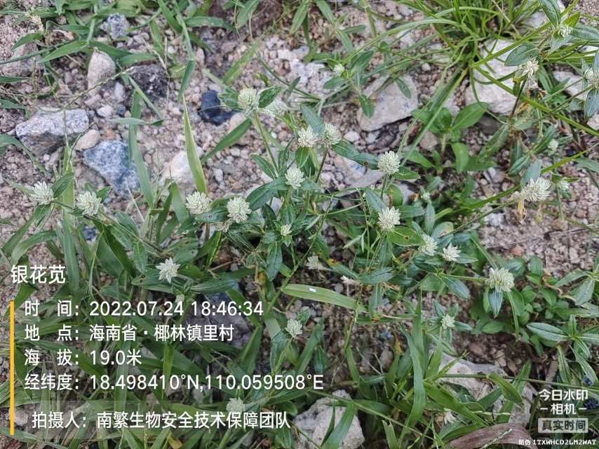 银花苋