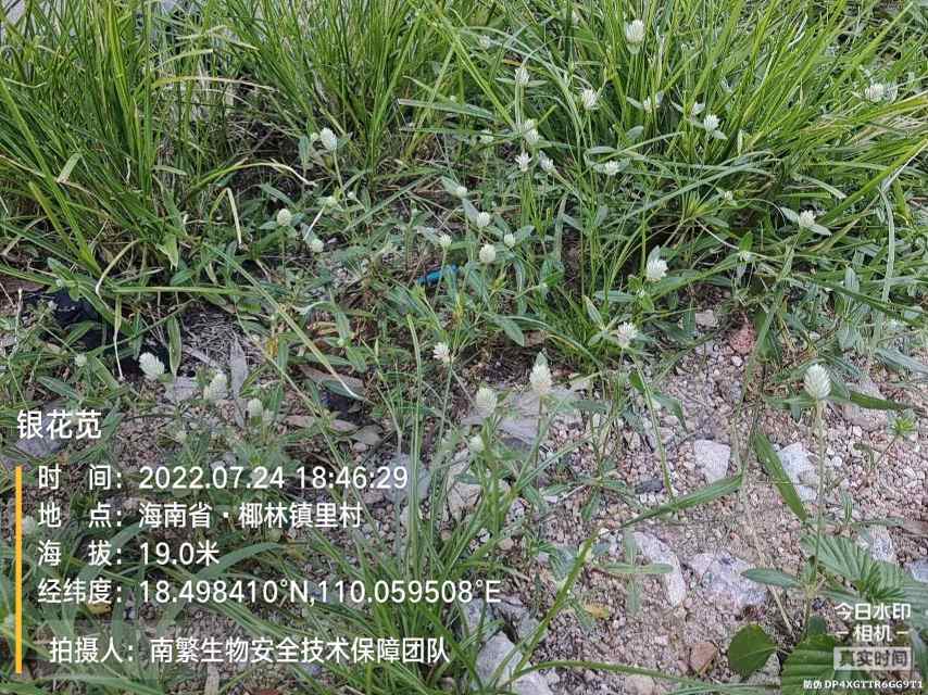 银花苋