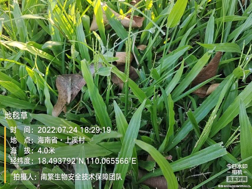 地毯草