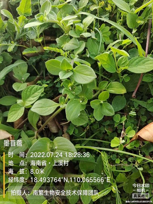 墨苜蓿