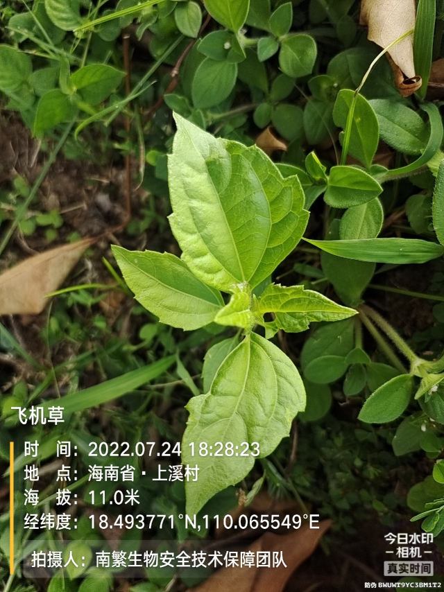 飞机草