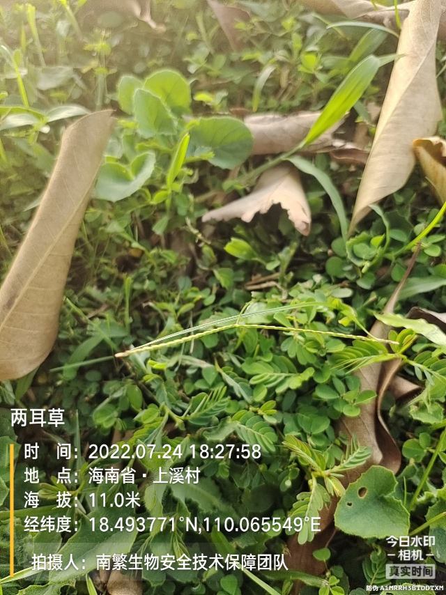 两耳草