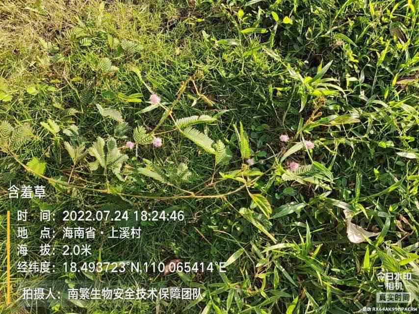 含羞草