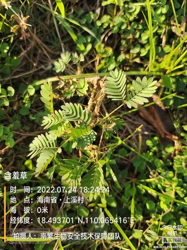 含羞草