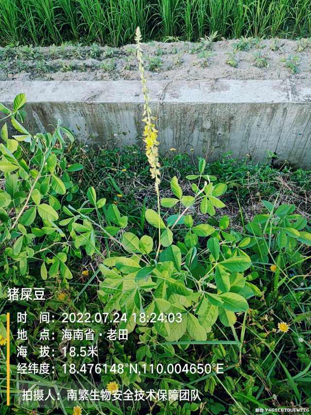 猪屎豆
