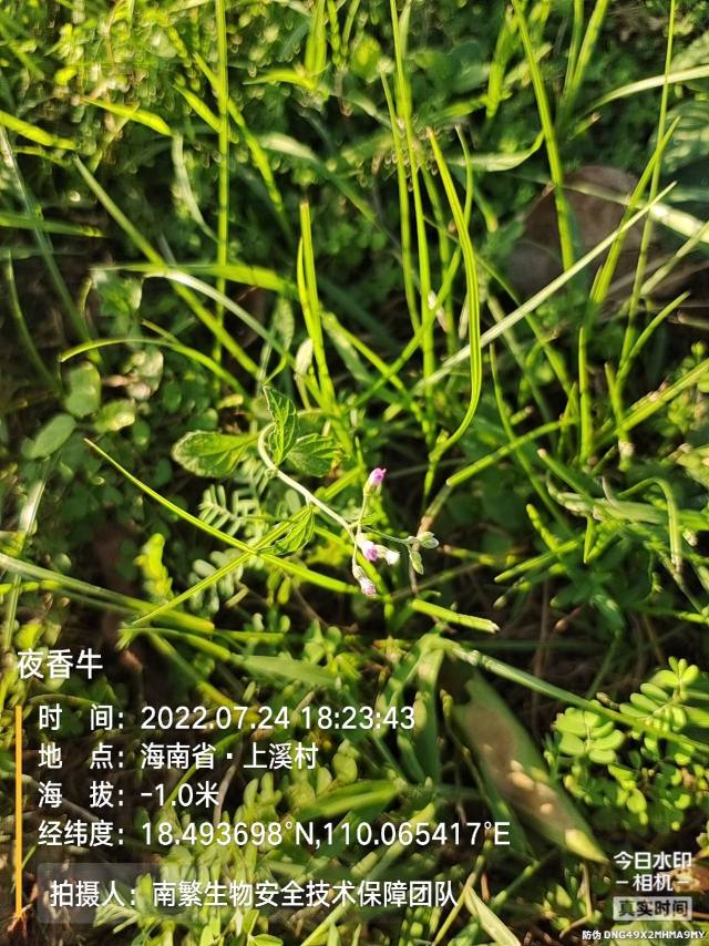 夜香牛