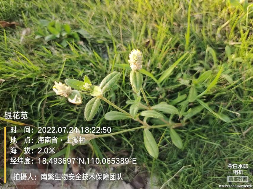 银花苋