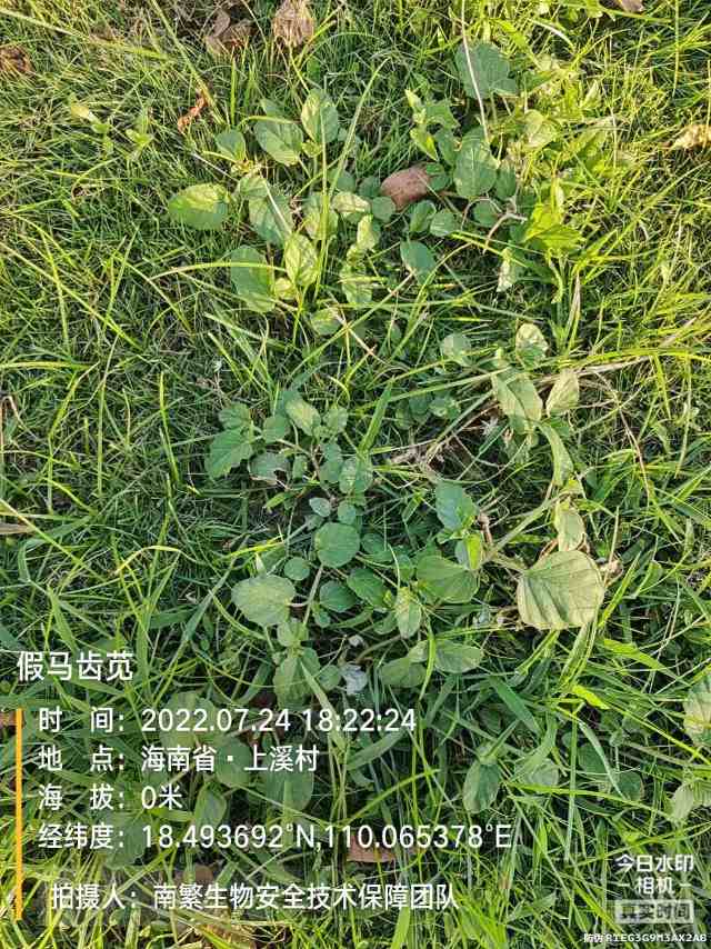 假马齿苋