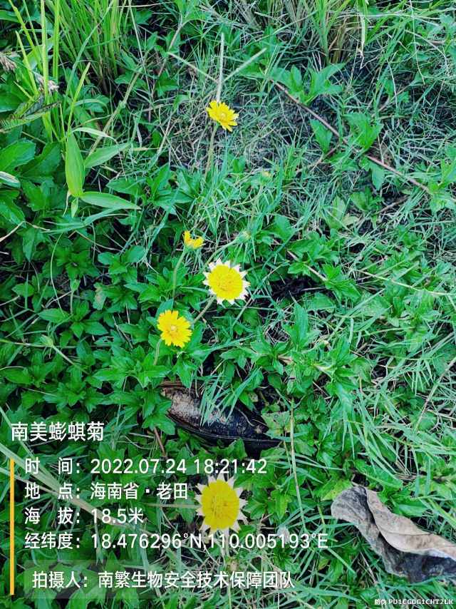 南美蟛蜞菊