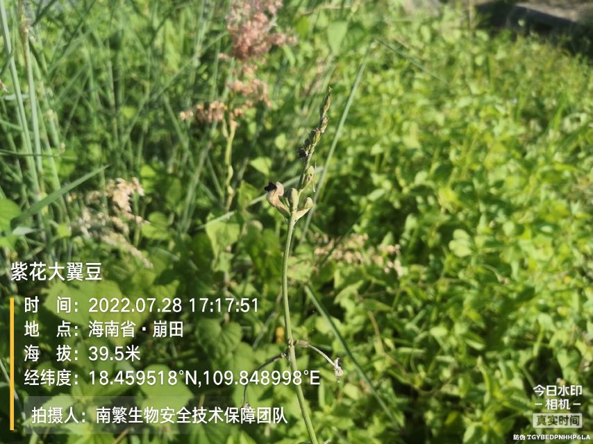 紫花大翼豆