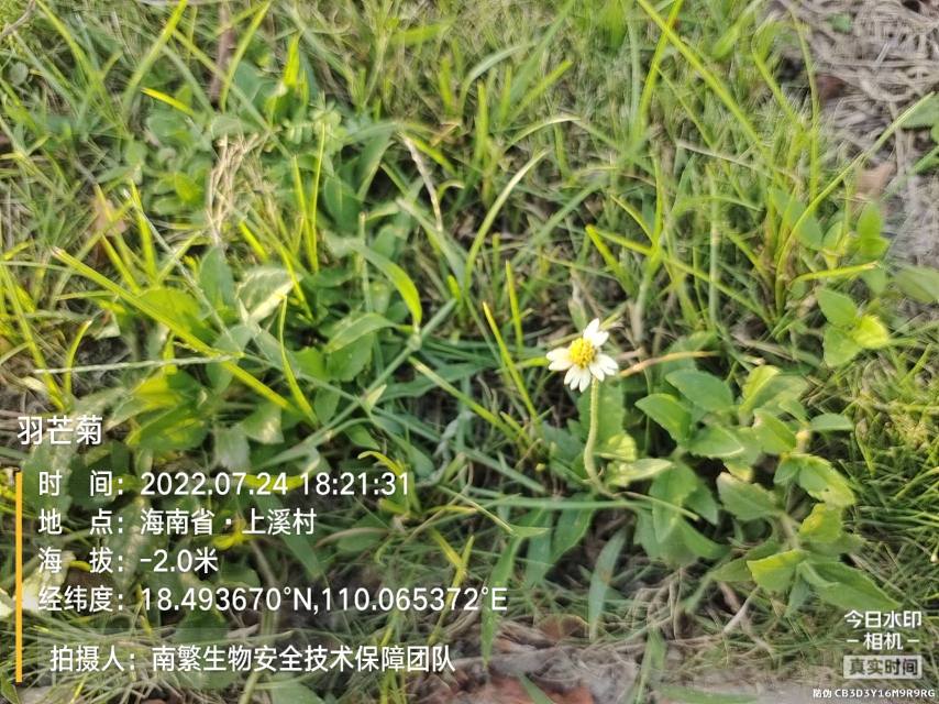 羽芒菊