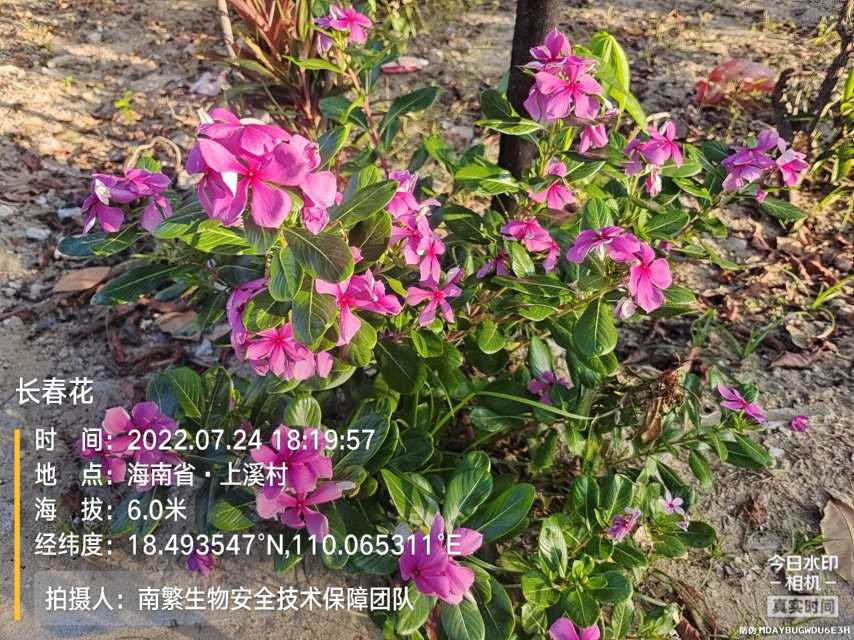 长春花