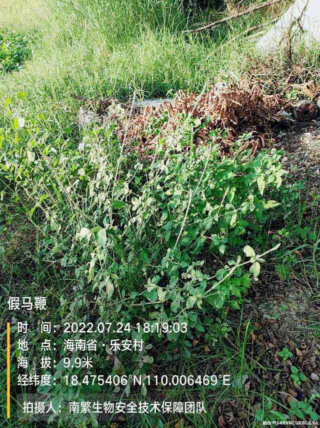 假马鞭