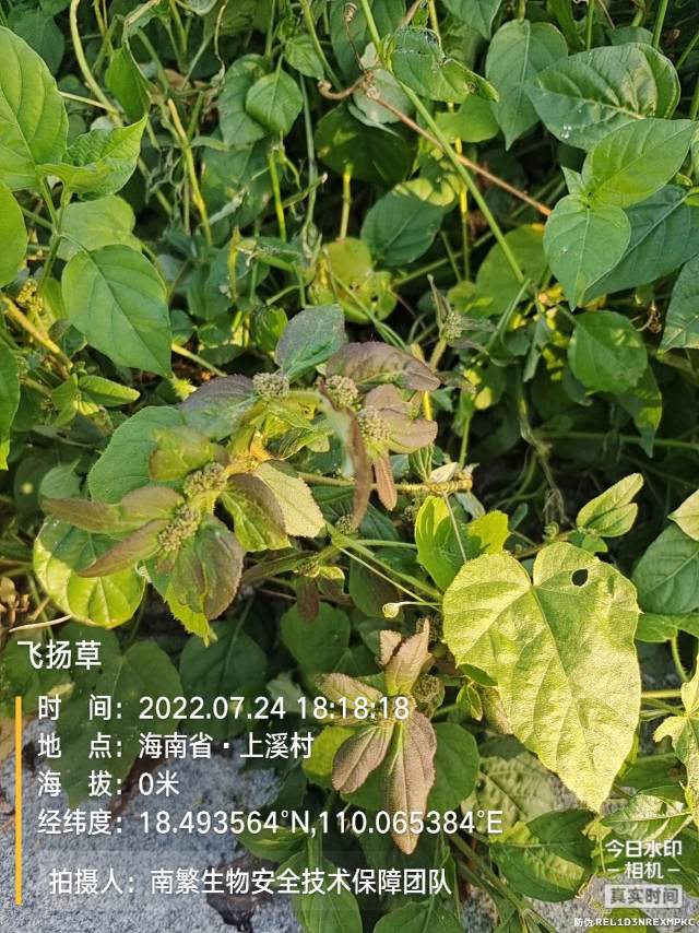 飞扬草