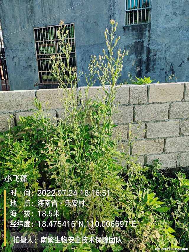 小飞蓬