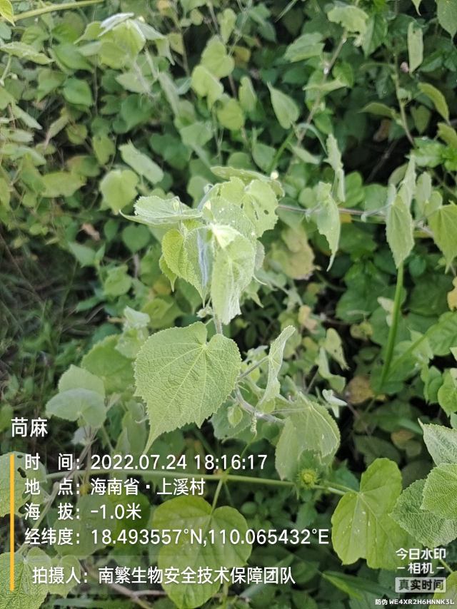 苘麻