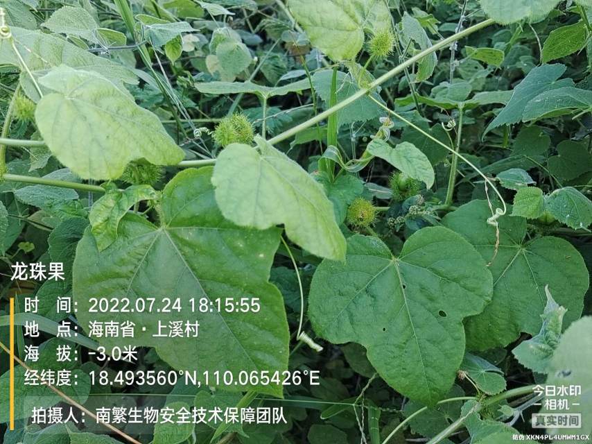 龙珠果