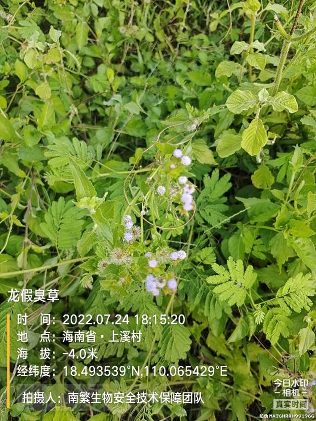 龙假臭草