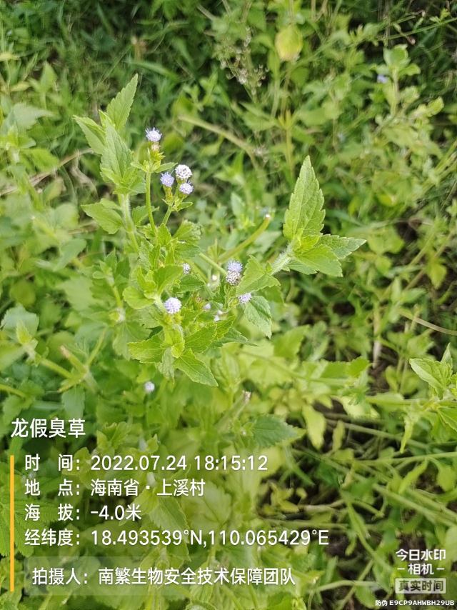 龙假臭草