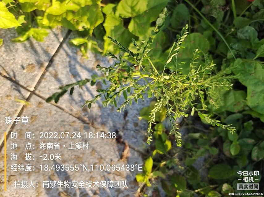 珠子草