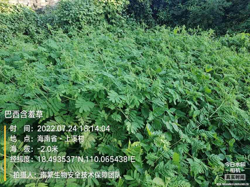 巴西含羞草