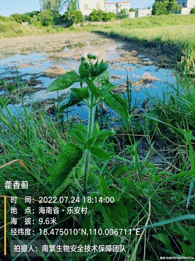 藿香蓟