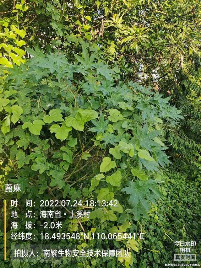 蓖麻