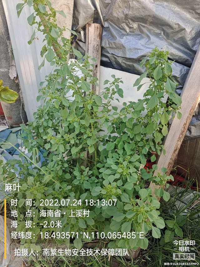 麻叶