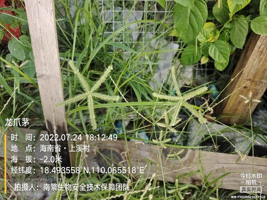 龙爪茅