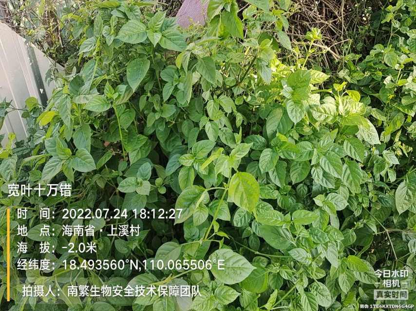 宽叶十万错